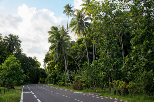 Green tropical road on an island 