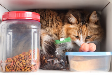 Curious cat sitting inside kitchen cabinet with pet food. Funny cat behavior looking for food. Cute...