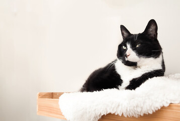 Relaxed cat on cat shelf or perch. Happy large cat lying, resting or hanging out on wall mounted floating shelf on white wall. 9 years old male tuxedo cat, shorthair. Selective focus.