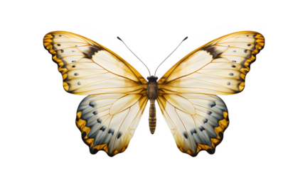 Nature's Artistry: Colorful Butterfly on Transparent Background