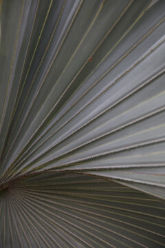 Artistic textured patterns of green palm tree leaves and agave plants 