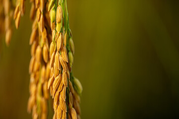 Closeup focus grain rice spike harvest agriculture golden yellow ear of rice growing in autumn in...