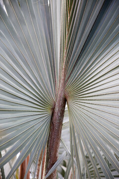 Patterned palm tree leaves