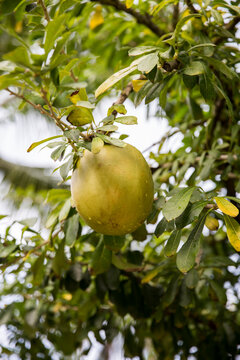 Pomelo fruit on a tree in tropical island vineyard