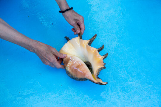 Conch shell with hands holding it on a blue table