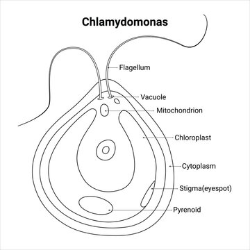Chlamydomonas Science Design Vector Illustration Diagram