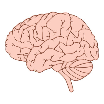 Human Brain Vector Design Illustration Diagram