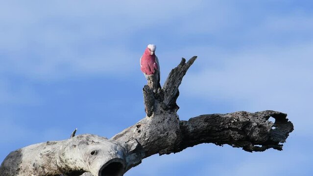 Australian adult male Galah -Cacatua roseicapilla, Nominate race- perched old tree flicking off  insect preening morning light
