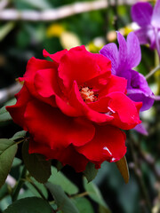 red rose in garden