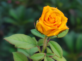 yellow rose