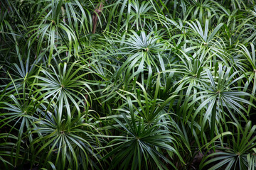 Green tropical ferns in Tahiti 