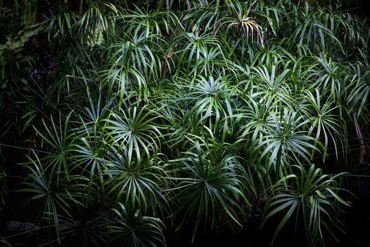Green tropical ferns in Tahiti 