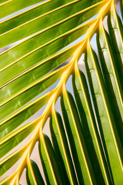 Green palm leaves tropical texture in Tahiti 