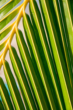 Green palm leaves tropical texture in Tahiti 