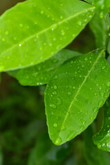 Nature, animals and friends