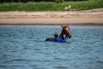 man swimming race horse at the beach
