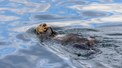 Fototapeta premium An Otter in the water out in Monterey Bay CA
