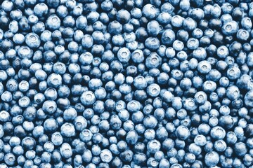 blueberries background texture