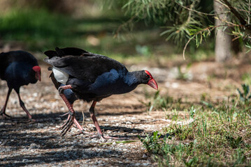 Pea Hen foraging in the bush
