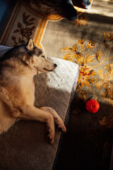 siberian husky dog with injured leg laying on dog bed with orange ball