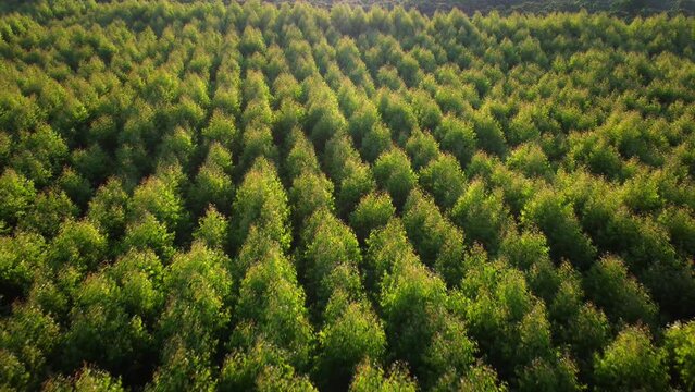 Aerial view of eucalyptus plantation in Thailand. Top view of cultivation areas or agricultural land in outdoor nursery. Cultivation business. Natural landscape background.