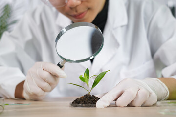 Fototapeta na wymiar Scientist in biology laboratory using magnifying glass to examining, learning or analyzing focus at plant, botanical, herbal or flower to develop and exploration of medical and biochemistry discovery.