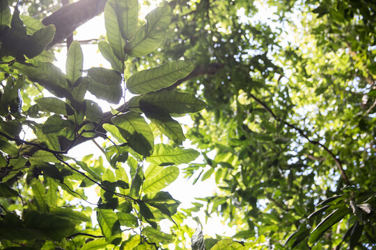 Fototapeta Tropical green leaves overhead in the canopy of trees in Tahiti 