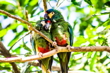 blue and yellow macaw