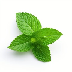 Isolated fresh mint leaves