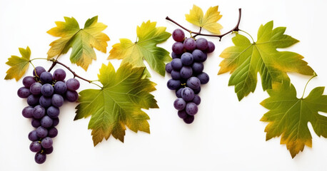 bunches of grapes with grape leaves, - obrazy, fototapety, plakaty