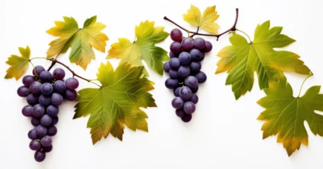 Fotobehang bunches of grapes with grape leaves, © cggold