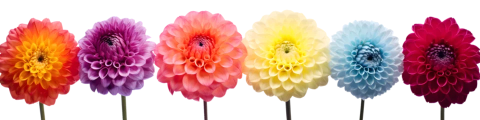 Foto op Plexiglas row of dahlia flowers banner isolated on transparent background - floral design element PNG cutout © sam