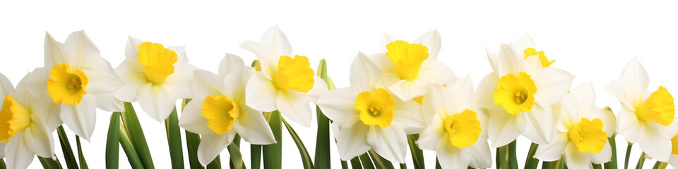 row of daffodil flowers banner isolated on transparent background - floral design element PNG cutout © sam