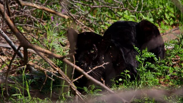 Long lens of a black leopard (Panthera pardus) laying between bushes, looking directly at the camera during the morning in Africa.