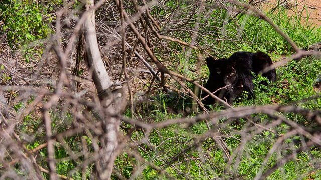 Wide shot of a black leopard (Panthera pardus) laying between bushes scanning the area during the morning in Africa.