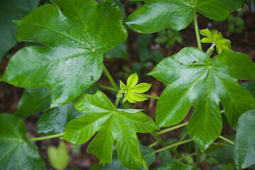 Obraz premium Young small leaves among dark green leaves