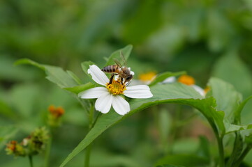 flowers in the garden
