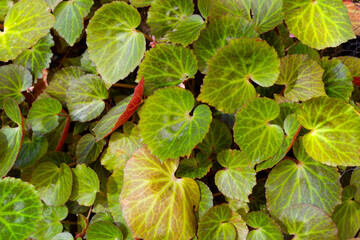 Begonia chlorneura leaves in the garden