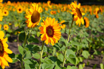 Sunflower field, Beautiful summer landscape.