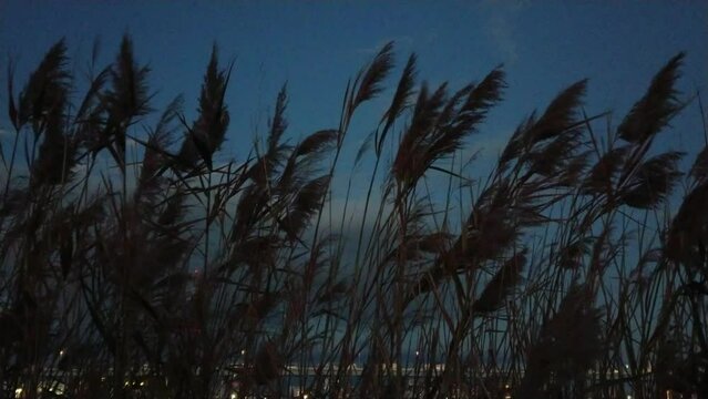 夜の河川敷で風に揺れる葦