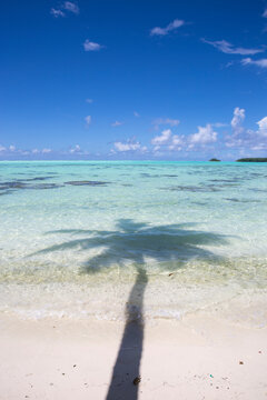 A tropical palm tree on a beach in Tahiti on a remote island with crystal clear waters 