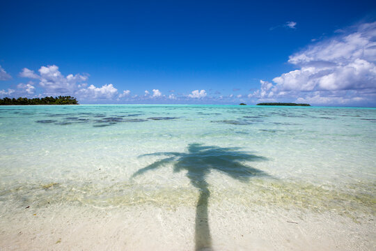 A tropical palm tree on a beach in Tahiti on a remote island with crystal clear waters 