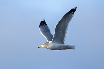Seagull flies in the bright blue sky.
