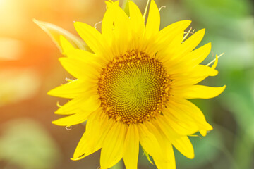 Sunflower flower on agriculture field, growing sunflower for production.