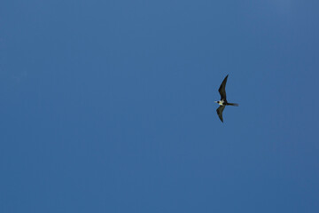 A black and white bird soars over the blue sky in Tahiti 