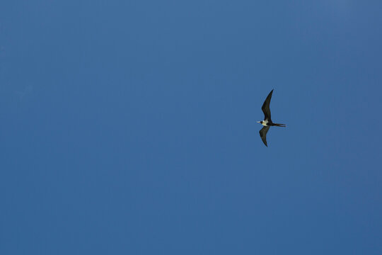 A black and white bird soars over the blue sky in Tahiti 
