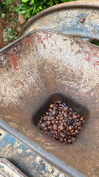 Roasted Arabica Coffee Beans in a Manual Grinder