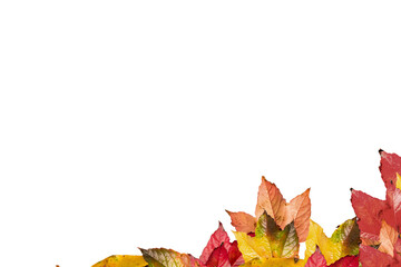 Digital png illustration of colourful leaves on transparent background