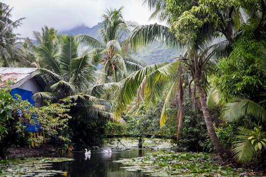 Fototapeta Stunning tropical beach landscape with lush leaves in Tahiti  with swans