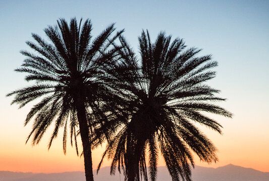 Palm trees shadows reflect over the stunning sunset in Joshua Tree with an orange golden sky 